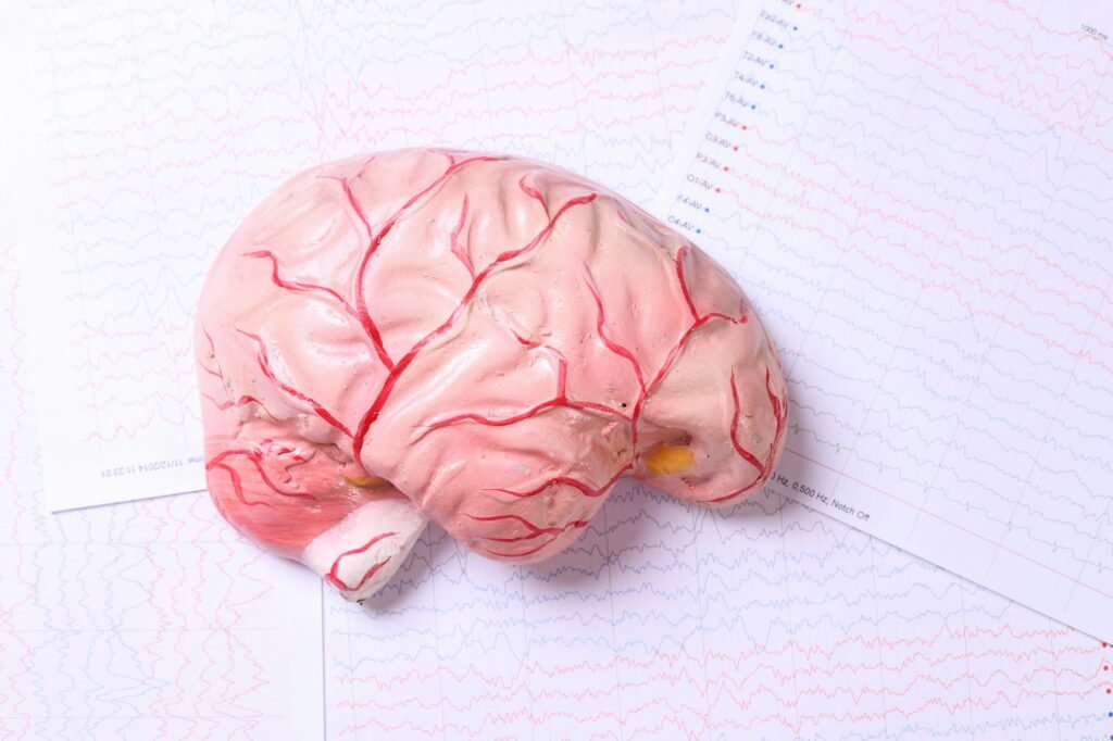 Human brain model on brain waves from electroenchalography